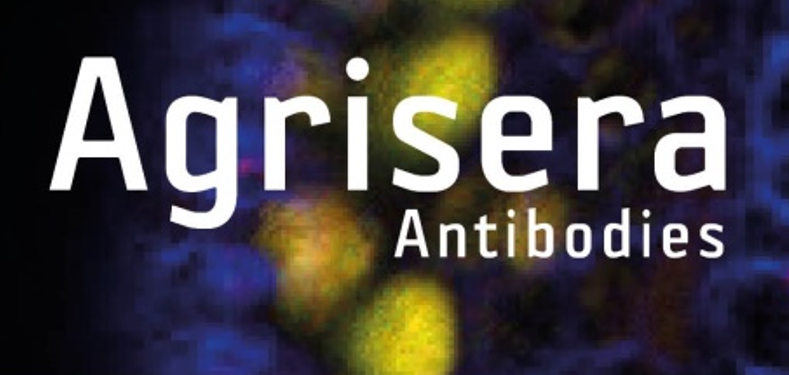 Agrisera植物細(xì)胞壁相關(guān)抗體，開(kāi)學(xué)季促銷(xiāo)啦！