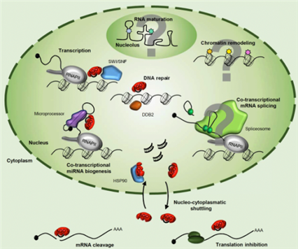 MicroRNA(miRNA) MicroRNA(miRNA)