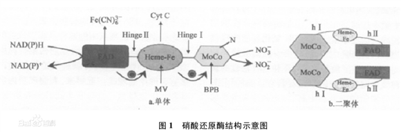 硝酸還原酶(NR)結(jié)構(gòu)示意圖